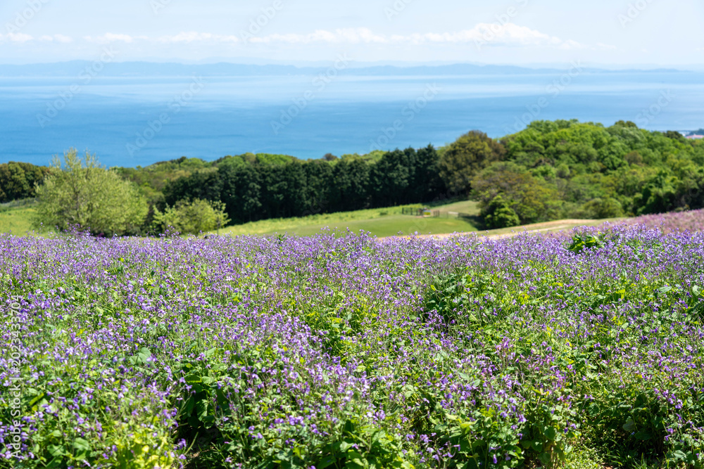 Obraz premium 兵庫県立公園あわじ花さじき