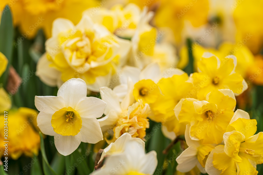 Obraz premium Dutch Tulip field with mixed colors 