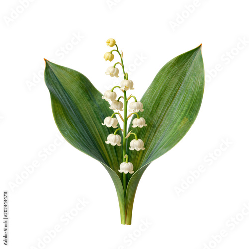Delicate lily of the valley plant with green leaves on white backdrop
