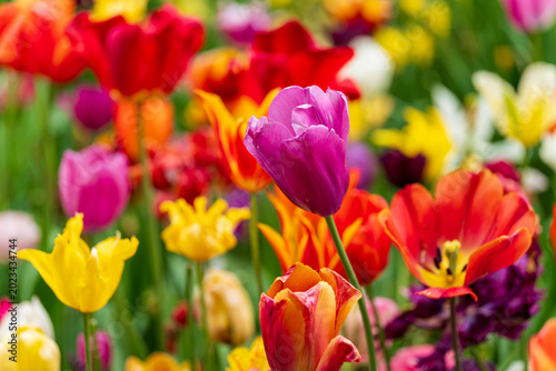 Dutch Tulip field with mixed colors 