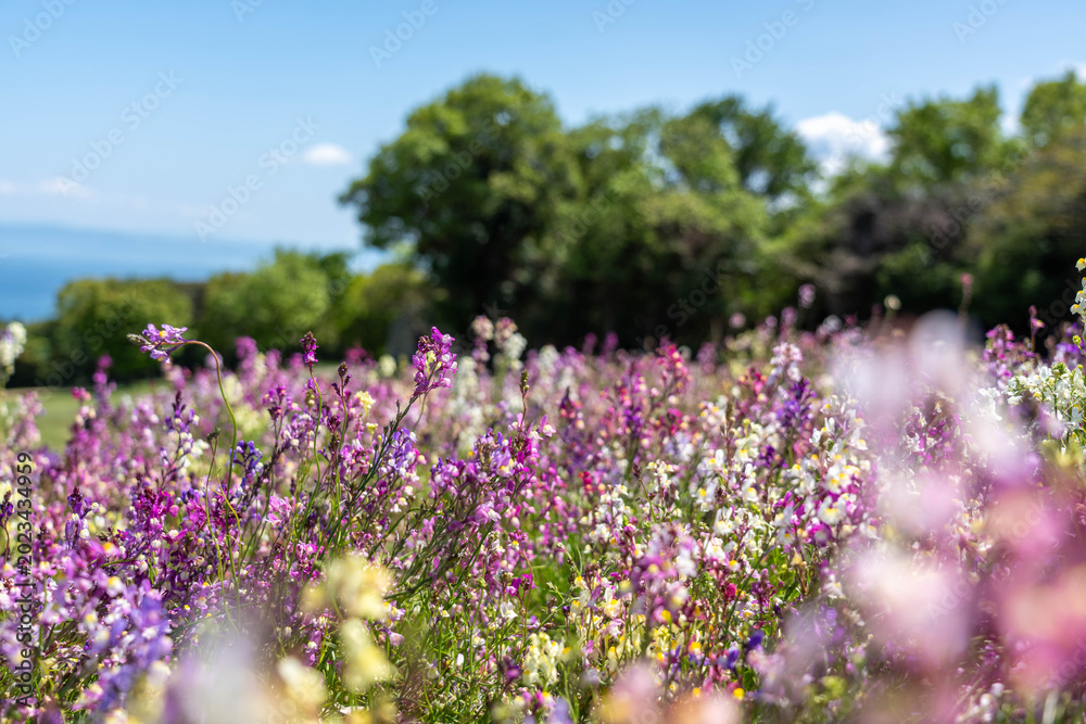Obraz premium 兵庫県立公園あわじ花さじき