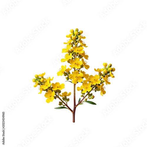 Elegant illustration of coronilla valentina glauca with vibrant yellow blossoms on a white backdrop