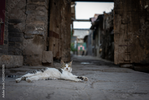 A domestic cat rests on the cobblestone street of an ancient Chinese alleyway