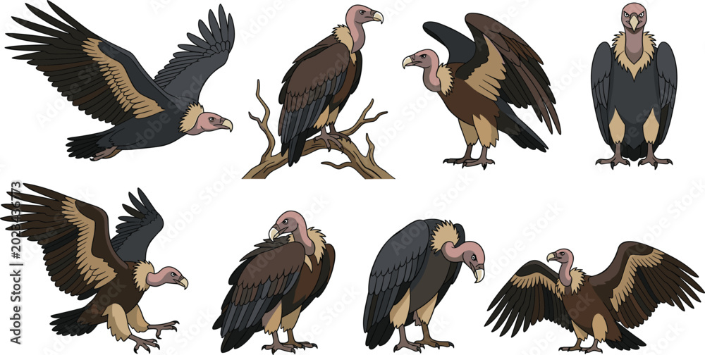 Naklejka premium Vulture Bird Cartoon Character Vector Set with Cute Wild Scavenger Illustrations in Various Poses like Flying, Perching, and Spreading Wings for Nature Designs