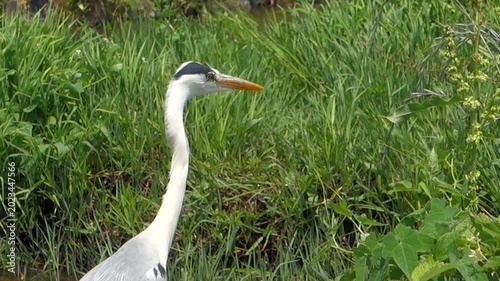 初夏の風に吹かれるアオサギ