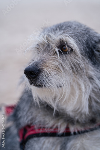 Scruffy grey dog in close up looking attentively to the side