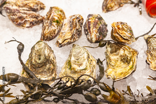 Fényképezés Fresh raw closed oysters on crushed ice with green seaweed at a seafood restaura