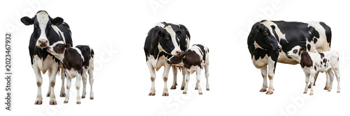 Schilderij op canvas Cute Holstein Friesian cow mother with small baby calf set isolated on white bac
