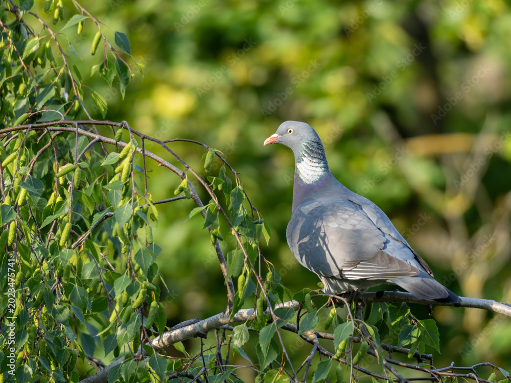 Fototapeta premium Birds of Spring - Wood Pigeon in Duesseldorf Germany in Tree