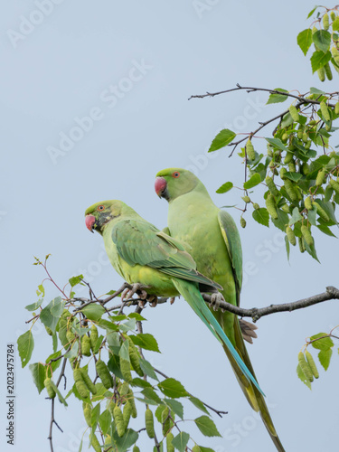 Foto Birds in Spring - Ring Necked Parakeet Pair - Birding Mating in Tree