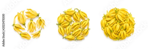 ylang ylang flowers in neat small circle on pure white seamless background minimalist product photography soft lighting
