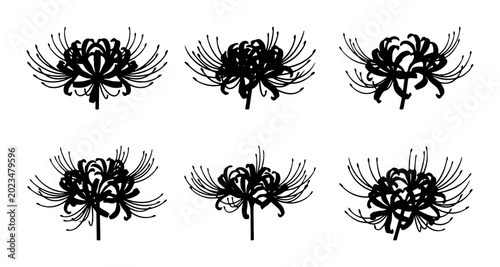 Photos Six Black Lycoris Radiata Flower Illustrations, Spider Lily Vector Graphics, Ele