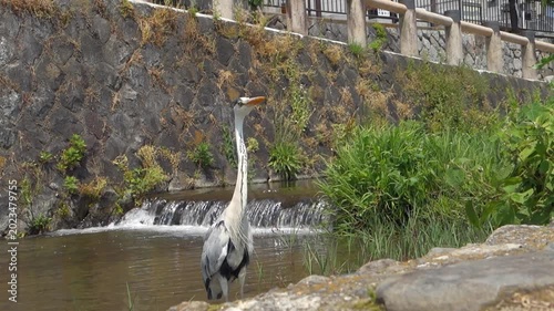 京都、鴨川の傍を流れるみそそぎ川とアオサギ