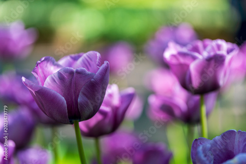 Dutch purple colored tulips in close up view during spring time with detailed bokeh background
