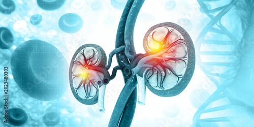 Human kidney medical diagram with a cross section, inner organ with arteries and adrenal gland, 3d illustration