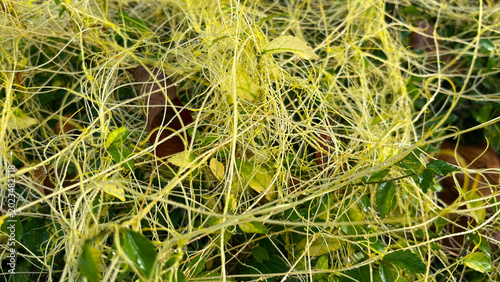 Fotografi Close-up of dodder plant Cuscuta parasitic vine twining over green leaves, detail of yellow tendrils in natural light
