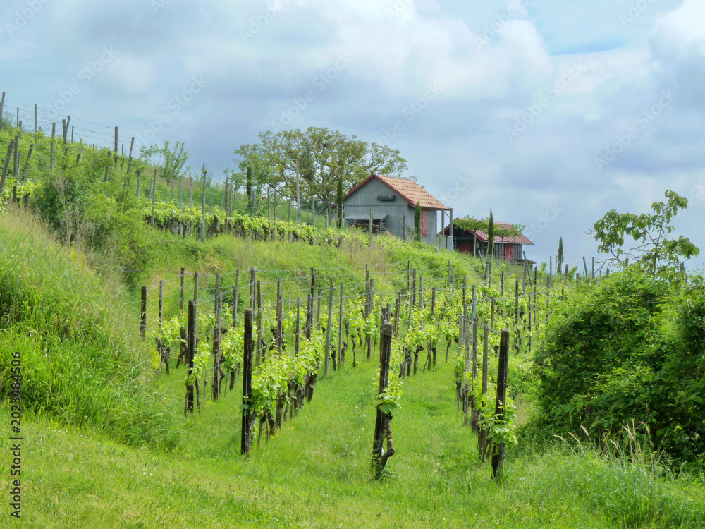 Obraz premium Ihringen Kaiserstuhl Germany Vineyard on a Hillside