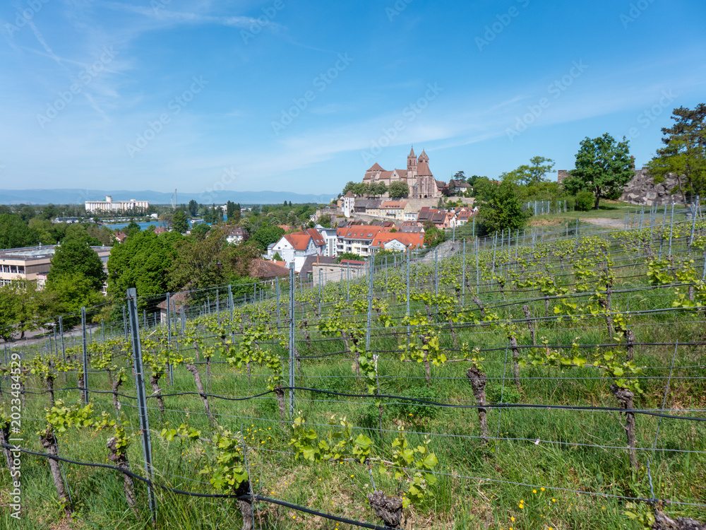 Obraz premium Breisach St. Stephen's Cathedral Vineyard overlooking European t