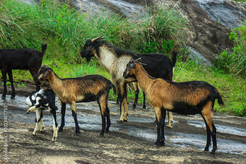 A herd of domestic goats grazing on a rocky plateau in a rural landscape of Sri Lanka.
