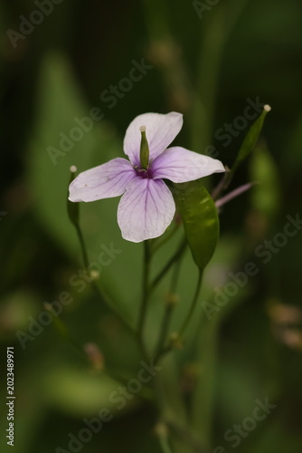 close up of pink flower on the green background