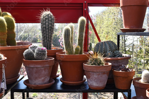 A collection of exotic cacti in pots