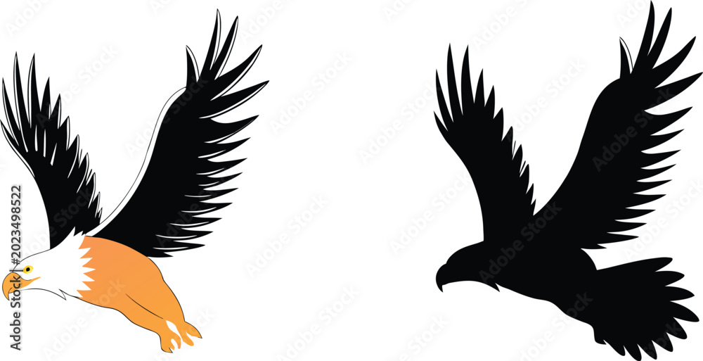 Fototapeta premium Black and orange of bird wings spread wide