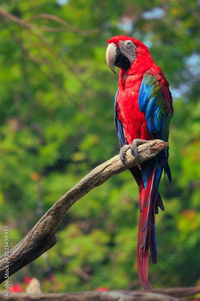 Fototapeta premium Scarlet macaw parrot perched on a branch with green foliage background tropical psittaciforme colorful perching