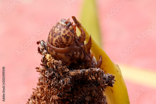 Принти на полотні A brown insect larva on a yellow leaf is about to emerge from its shell