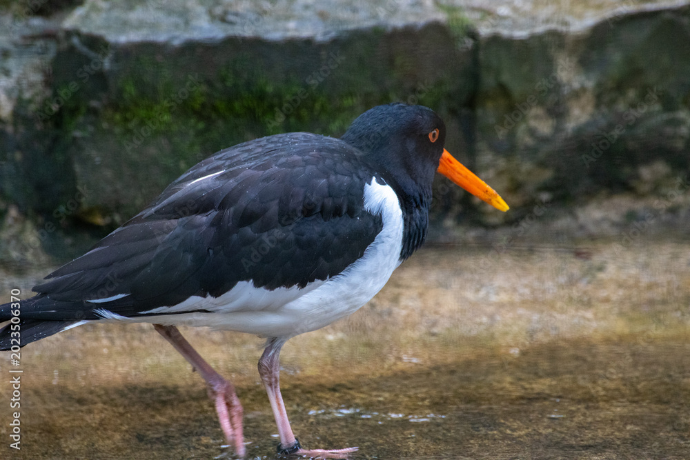 Obraz premium Eurasian Oystercatcher Standing on Coastal Shoreline.