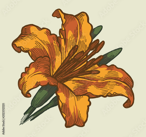 Tropical flower lily hand drawn vector illustration isolated