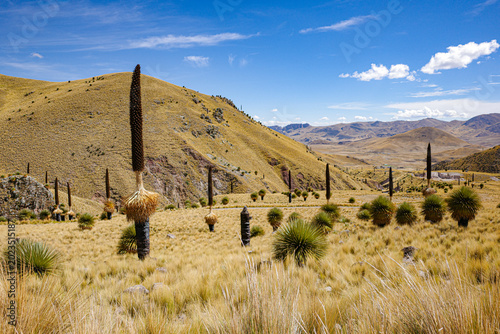 Foto Puno, Peru - Puya raimondii (Queen of the Andes) bromeliads in the Andes mountai