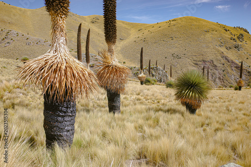 Foto Puno, Peru - Puya raimondii (Queen of the Andes) bromeliads in the Andes mountai