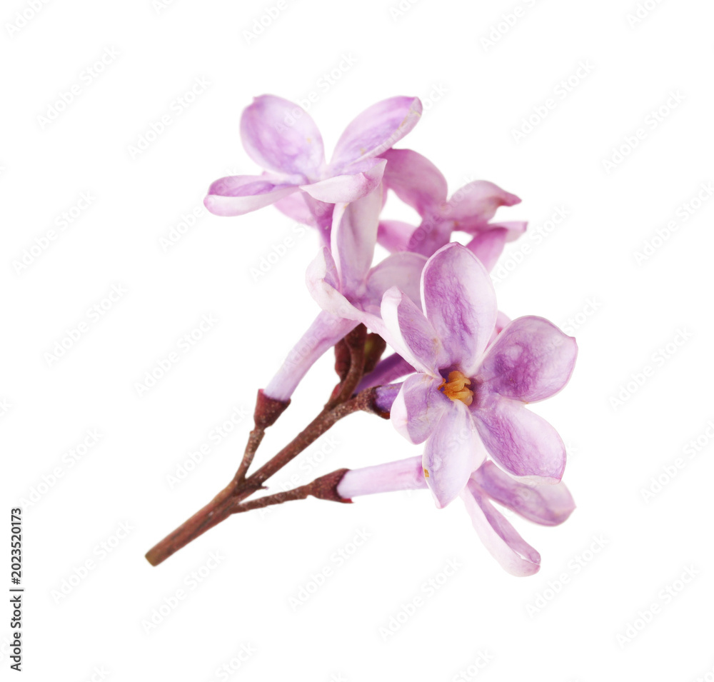 Obraz premium Fresh lilac flowers isolated on white. Beautiful blossom