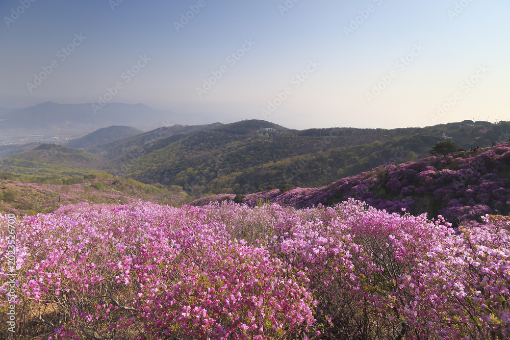 Fototapeta premium 진달래,고려산,강화군,인천