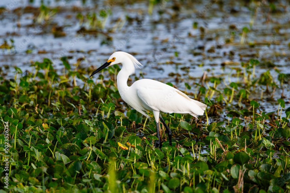 Obraz premium Snowy egret egret walking in marsh vegetation