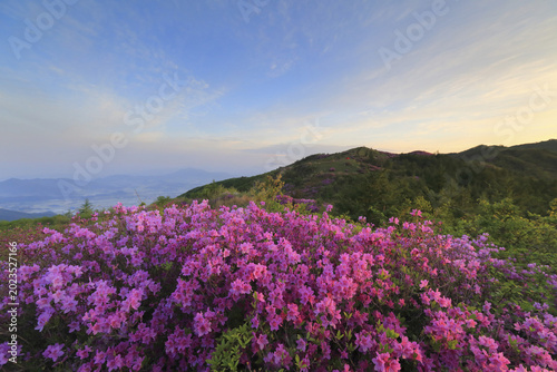 Fotografía 철쭉,바래봉,지리산,남원시,전북
