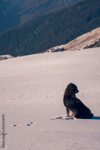 A black mountain dog is sitting on a snow-covered hillside during a Mardi Himal trek in Nepal. Snowflakes sparkle in the morning sunlight. The Himalayas stand in the background.