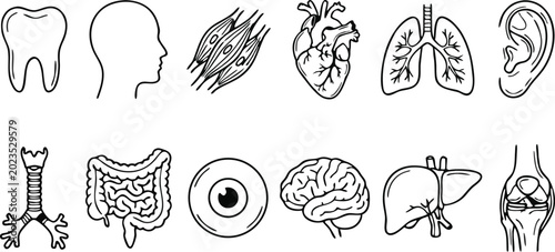 Bild auf Leinwand Hand drawn human body parts and internal organs icon set in black line art style