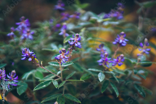 A close-up photograph of a background of wildflowers with lush green leaves in bloom in Thailand. The colors are purple, and the flowers are small. Feeling of freshness, cuteness, and relaxation. 