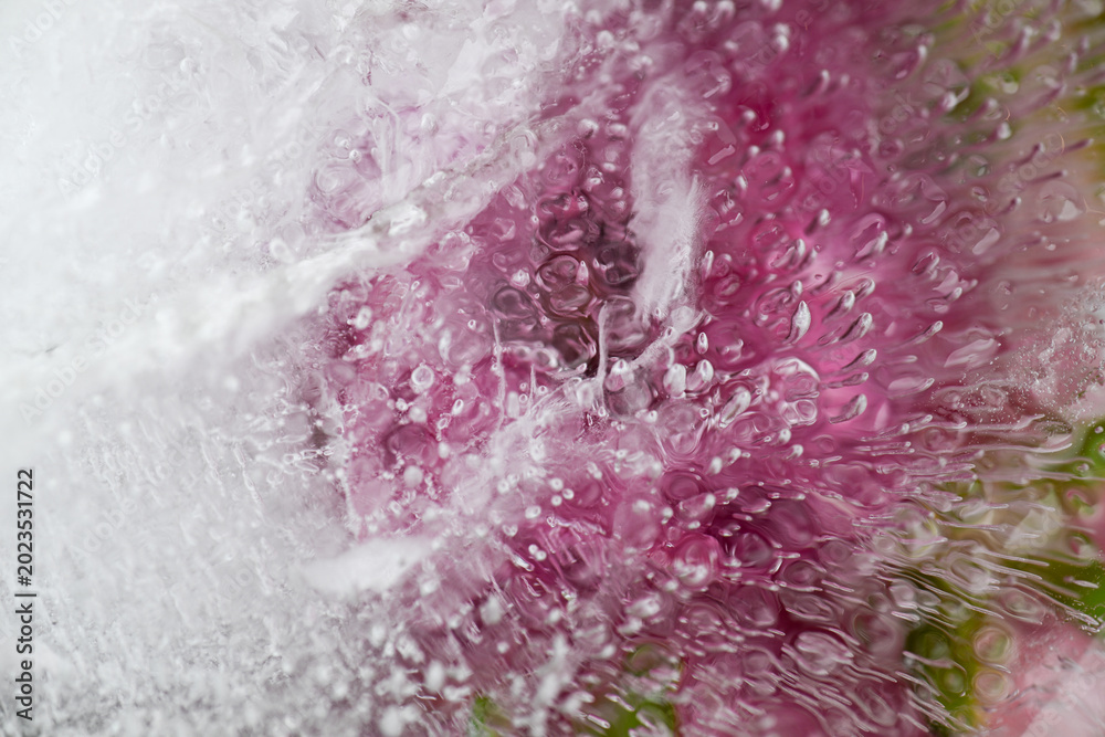 Obraz premium Pink Flower Petals Frozen in Ice Creating Irregular Texture