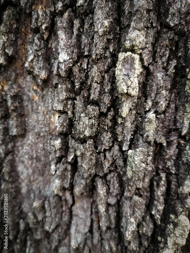 Close-up of a natural wooden tree trunk texture with detailed patterns.