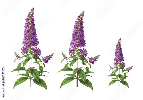 Three purple butterfly bush flower spikes with green leaves isolated on a transparent background