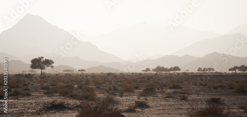 Cuadro en lienzo Dry desert landscape with scarce foliage and high mountains in backdrop, Tabuk,