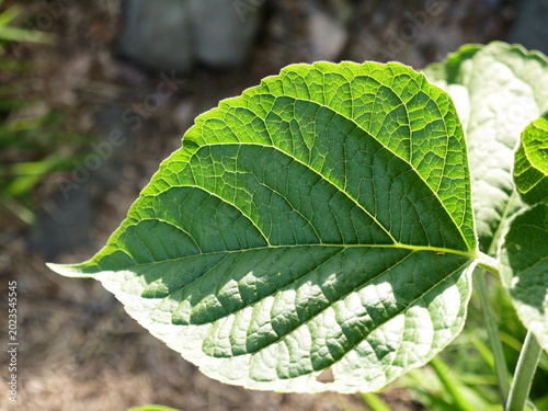 Photos 陽光が当たり成長する春の植物の葉