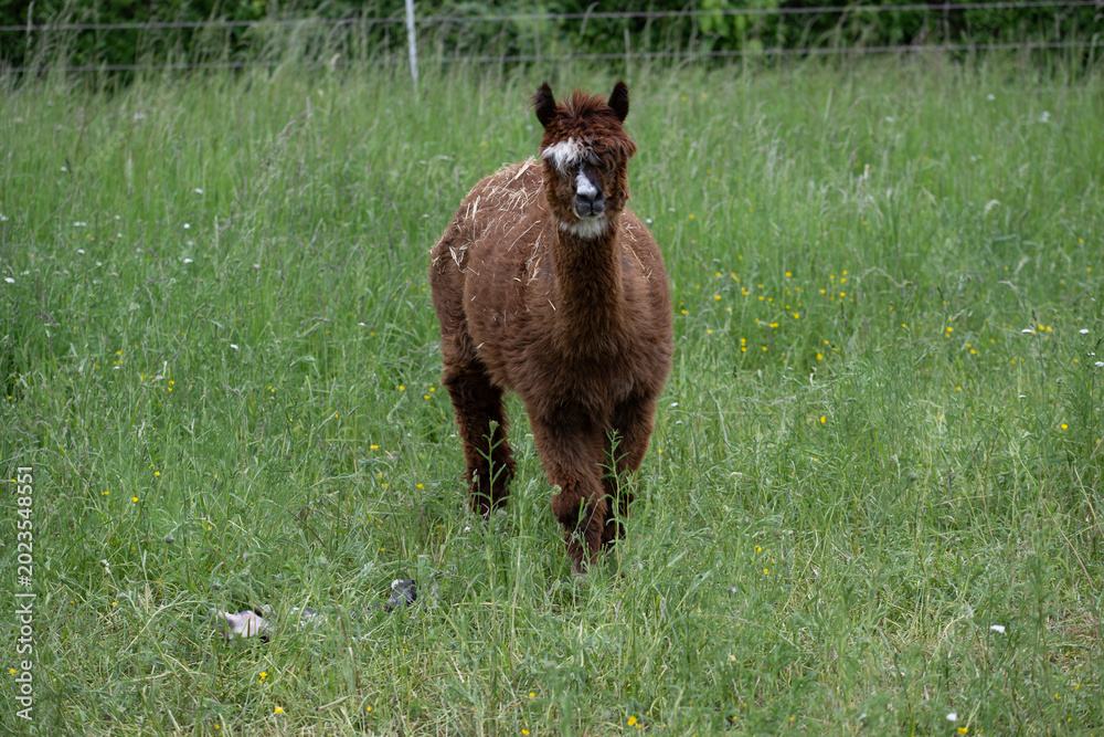 Fototapeta premium alpaka tier natur lama