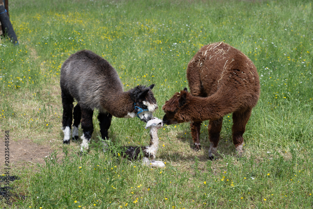 Fototapeta premium alpaka tier natur lama familie