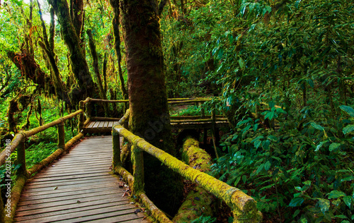 Canvastavla Lush green mossy rainforest with wooden nature trail boardwalk in Doi Inthanon National Park, Chiang Mai, Thailand