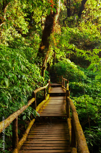 Obraz na plátně Lush green mossy rainforest with wooden nature trail boardwalk in Doi Inthanon National Park, Chiang Mai, Thailand