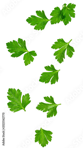 Fresh green parsley leaves falling on transparent background
