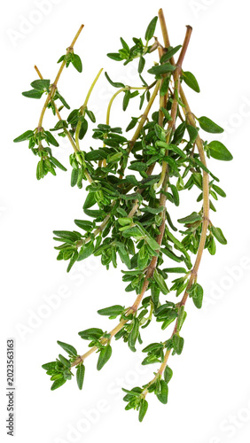 Картината върху платно Fresh thyme sprigs with green leaves and transparent background